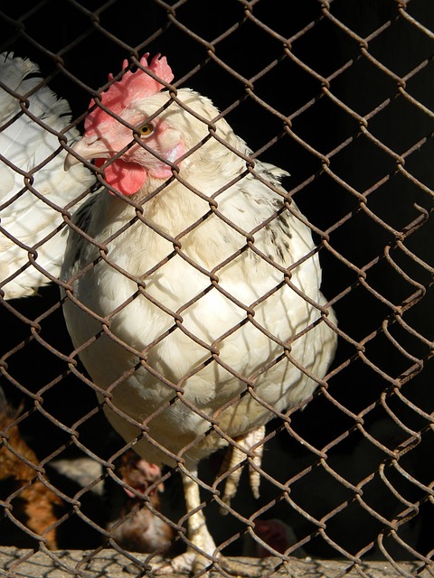 凯尔特人在 凯尔特人在