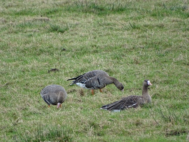 到了草原游 到了草原游